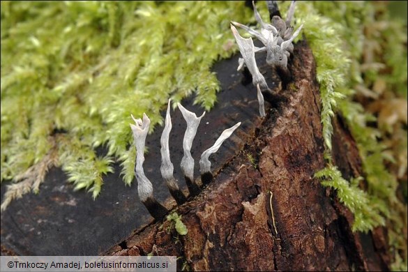 Xylaria hypoxylon