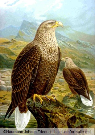 belorepec