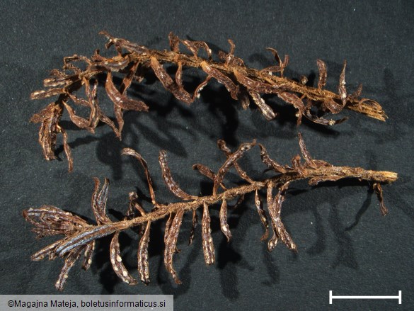 Aecidium elatinum