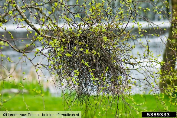 brezova metličavost (<i>Taphrina betulina</i>) na <i>Betula pubescens</i>
