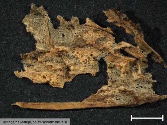Aecidium erythronii