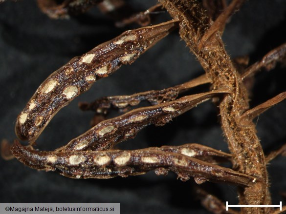 Aecidium elatinum