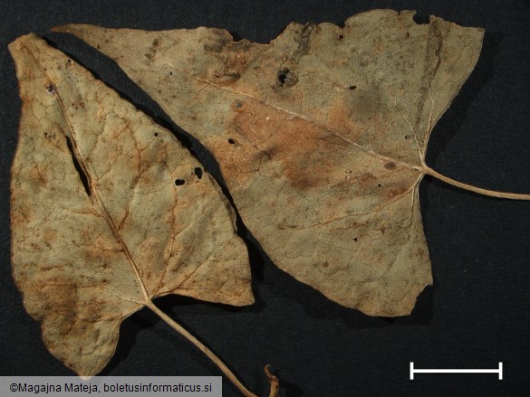 Puccinia polygoni