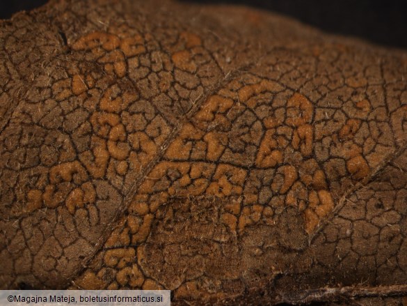 Coleosporium euphrasiae