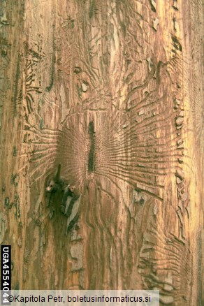 veliki brestov beljavar (<i>Scolytus scolytus</i>) na <i>Ulmus</i> spp.