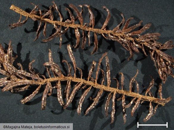 Aecidium elatinum