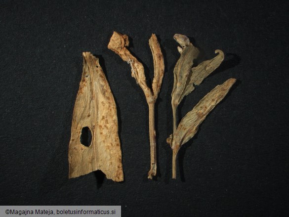 Uromyces behenis