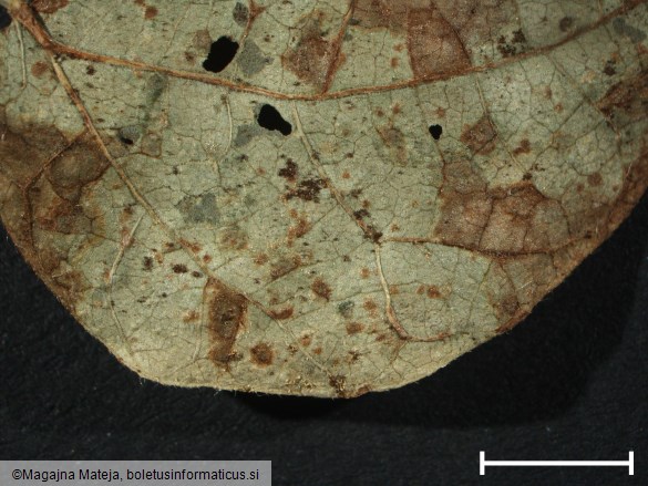 Uromyces phaseoli