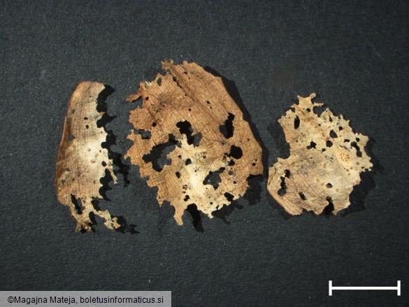Uromyces erythronii