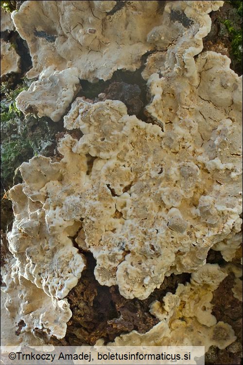 Stereum rugosum