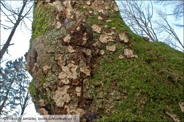Stereum rugosum