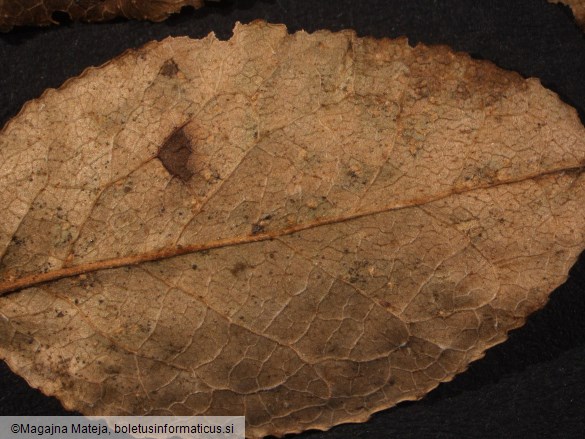 Thekopsora vacciniorum