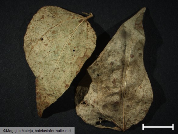 Uromyces phaseoli