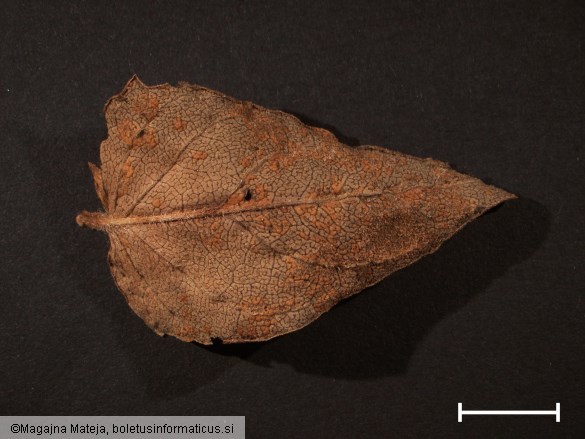 Coleosporium euphrasiae