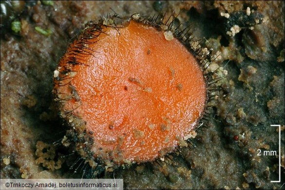 Scutellinia scutellata