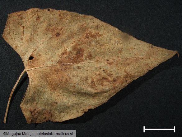 Puccinia polygoni