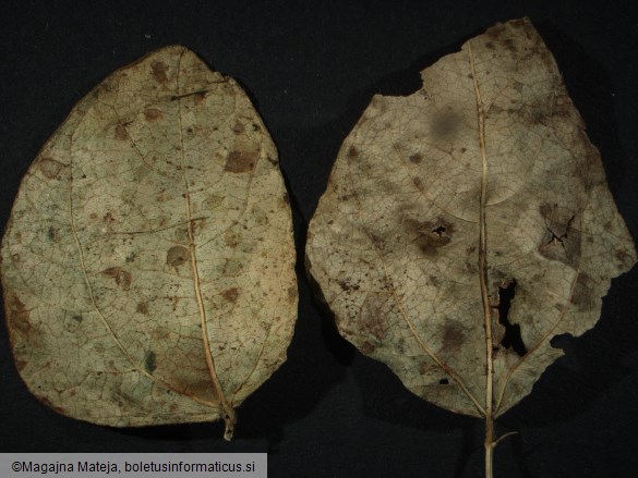 Uromyces phaseoli