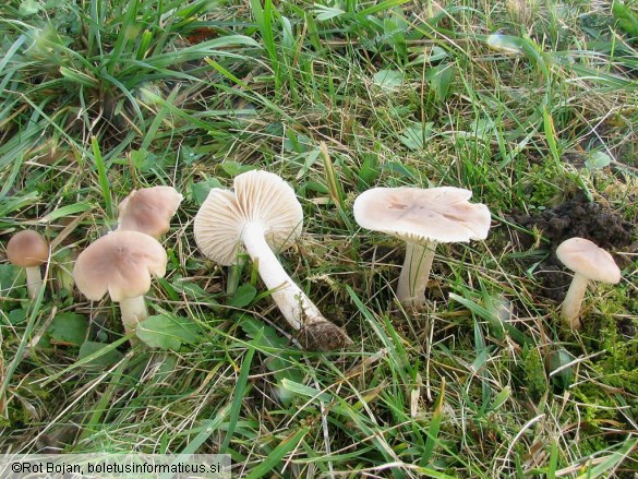 Hygrocybe colemanniana
