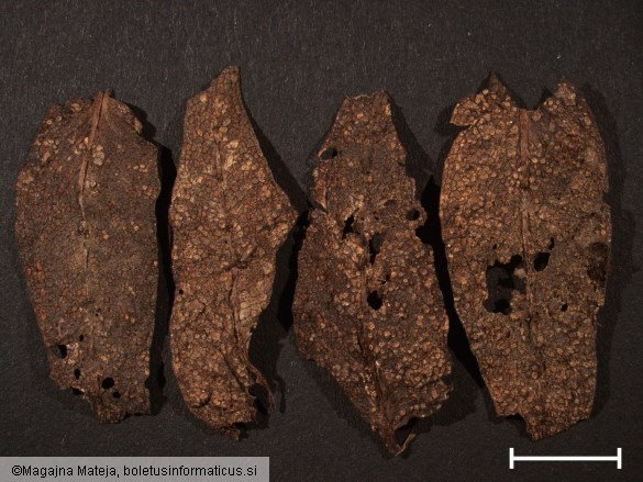 Coleosporium euphrasiae