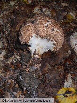 Echinoderma asperum