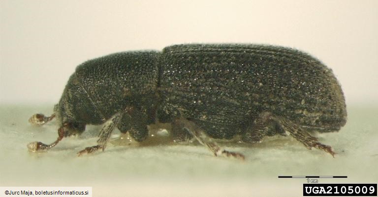 smrekov koreninar (<i>Hylastes cunicularius</i>)