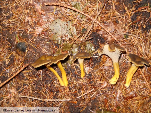 Cantharellus tubaeformis