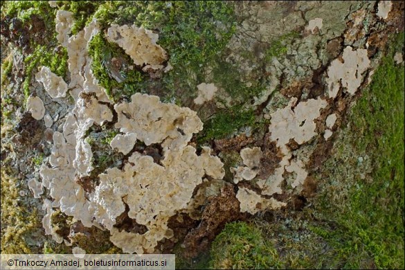Stereum rugosum