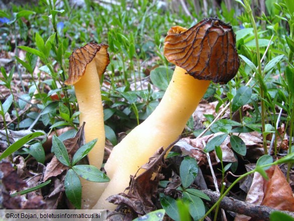 Ptychoverpa bohemica