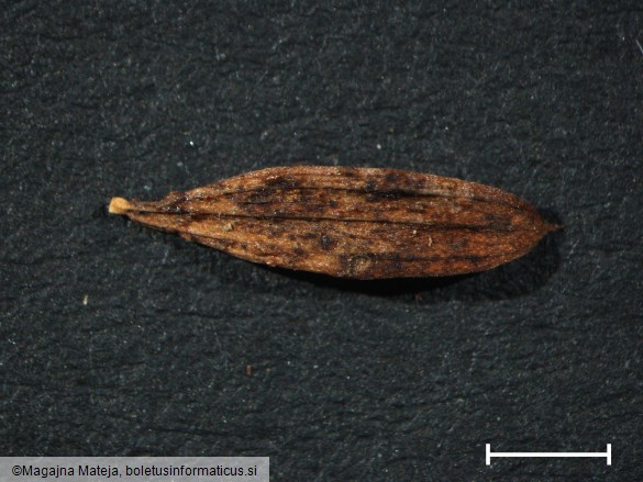 Uromyces pisi f. lathyri