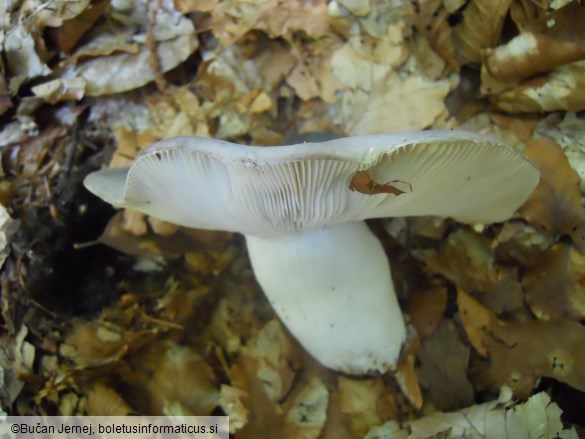 Russula cyanoxantha