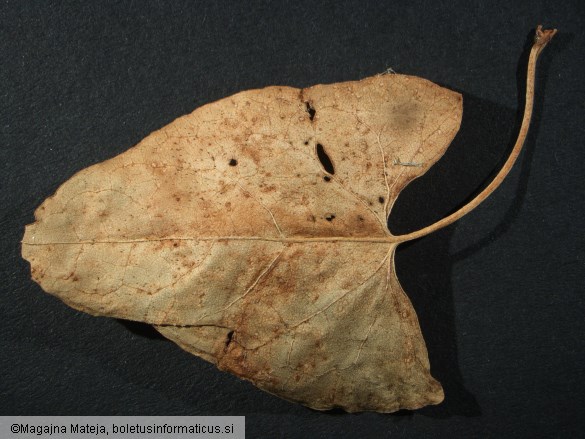 Puccinia polygoni