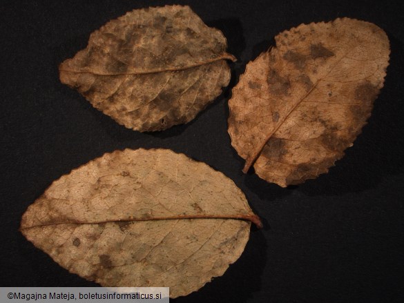 Thekopsora vacciniorum