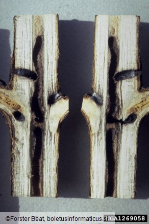 vrtni lesar (<i>Xyleborus dispar</i>) na <i>Acer</i> spp.