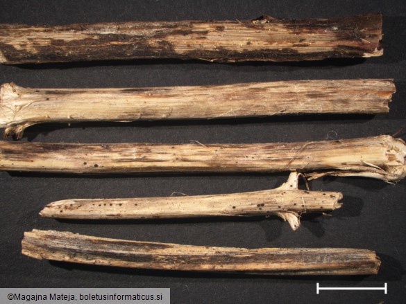 Peziza scutula