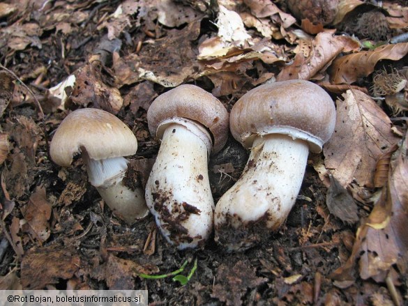 Rozites caperatus