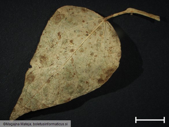 Uromyces phaseoli
