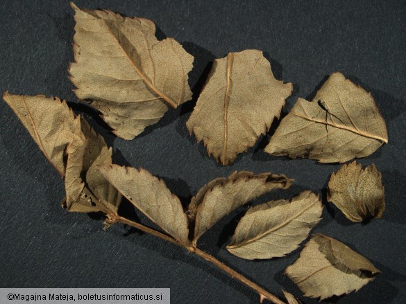 Caeoma miniatum