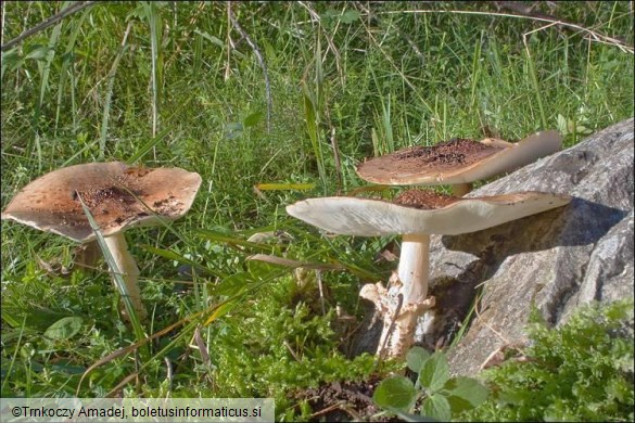 Echinoderma asperum