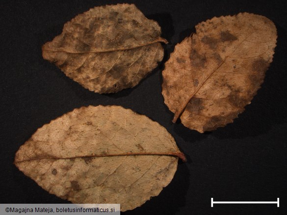 Thekopsora vacciniorum