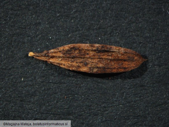 Uromyces pisi f. lathyri
