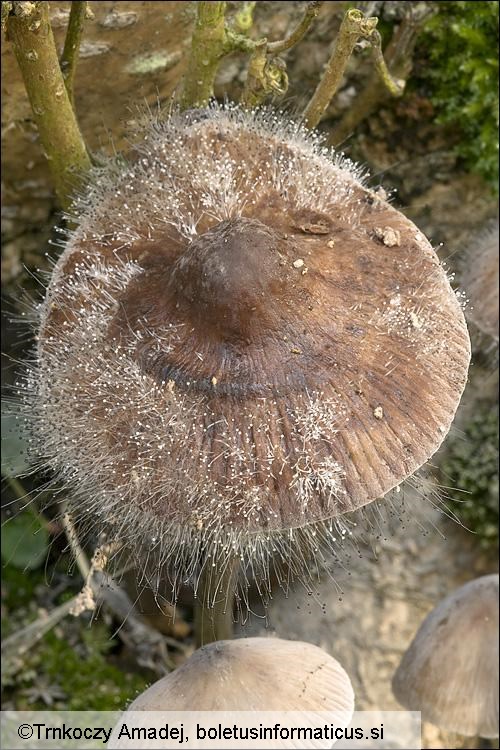 Spinellus fusiger