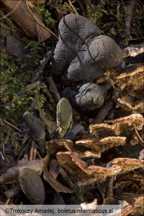 Xylaria polymorpha