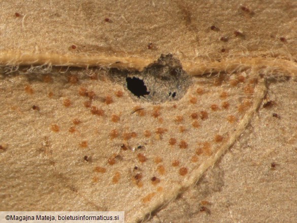 Cronartium asclepiadeum