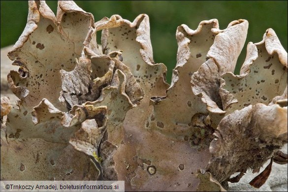 Peltigera aphthosa