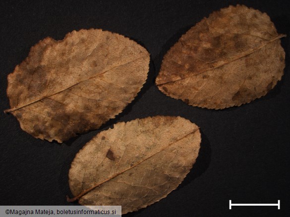 Thekopsora vacciniorum