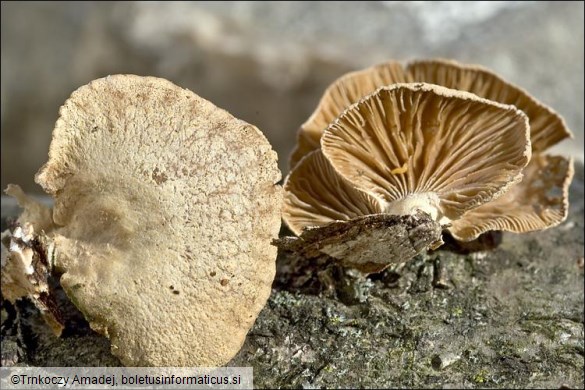 Panellus stipticus