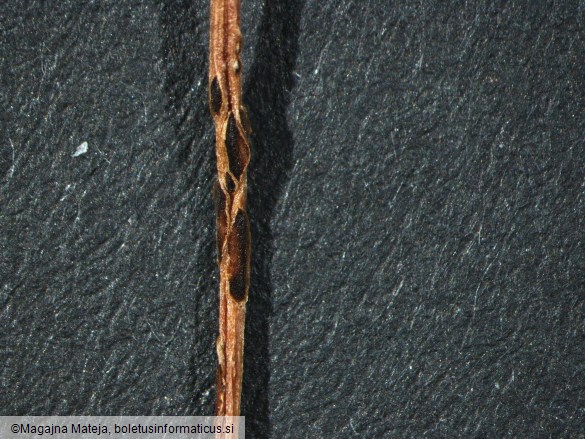 Puccinia polygoni