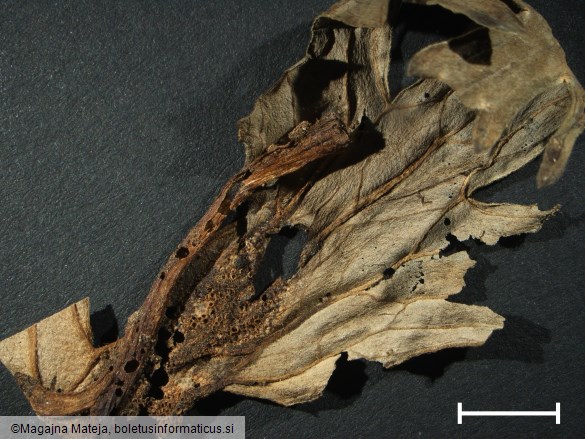 Aecidium lycoctoni