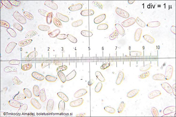 Stereum rugosum