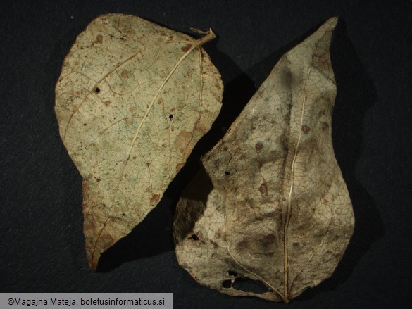 Uromyces phaseoli